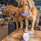 Sir Woofchester chicken and passionfruit dog drink in hotel restaurant