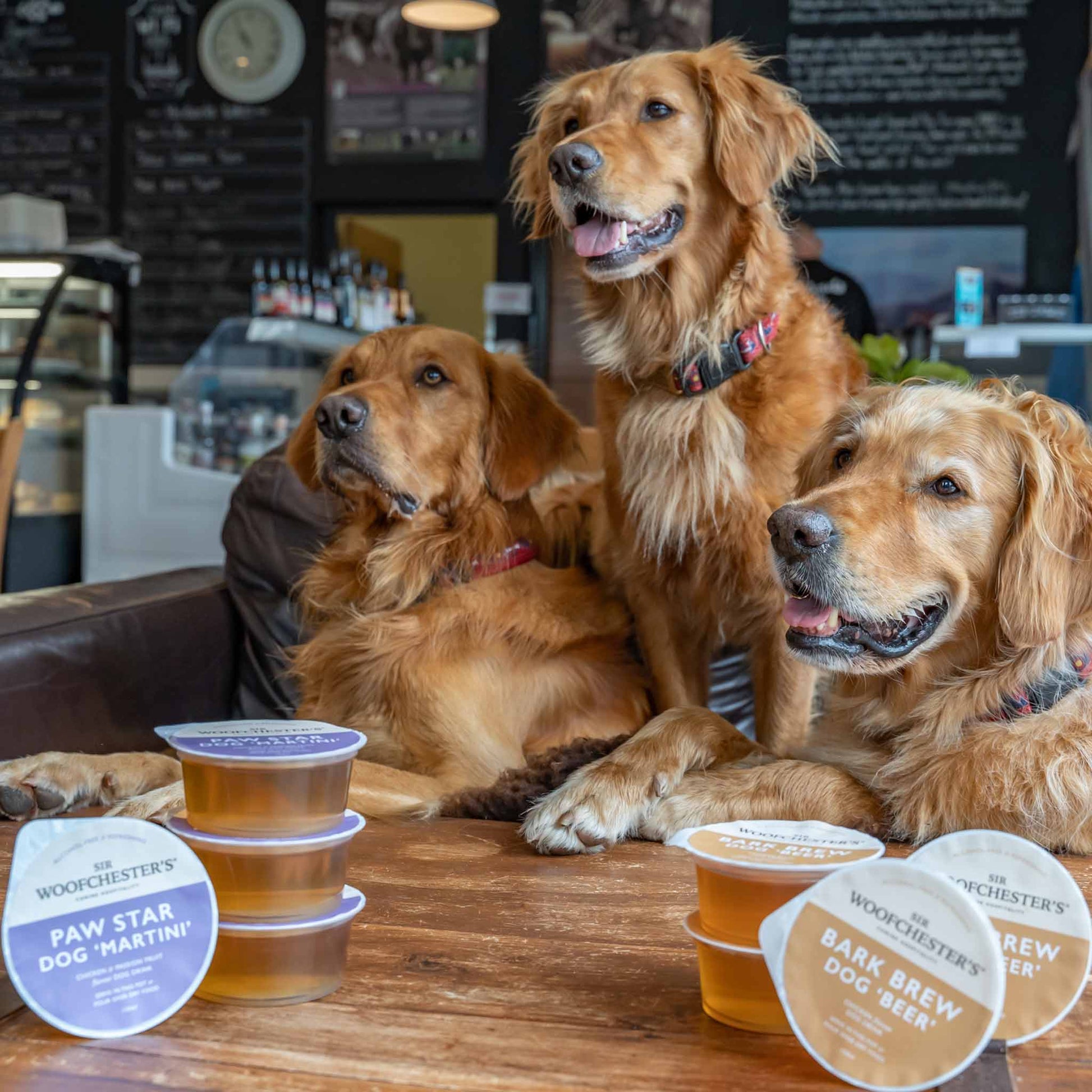 Sir Woofchester dog drinks on table with golden retrievers
