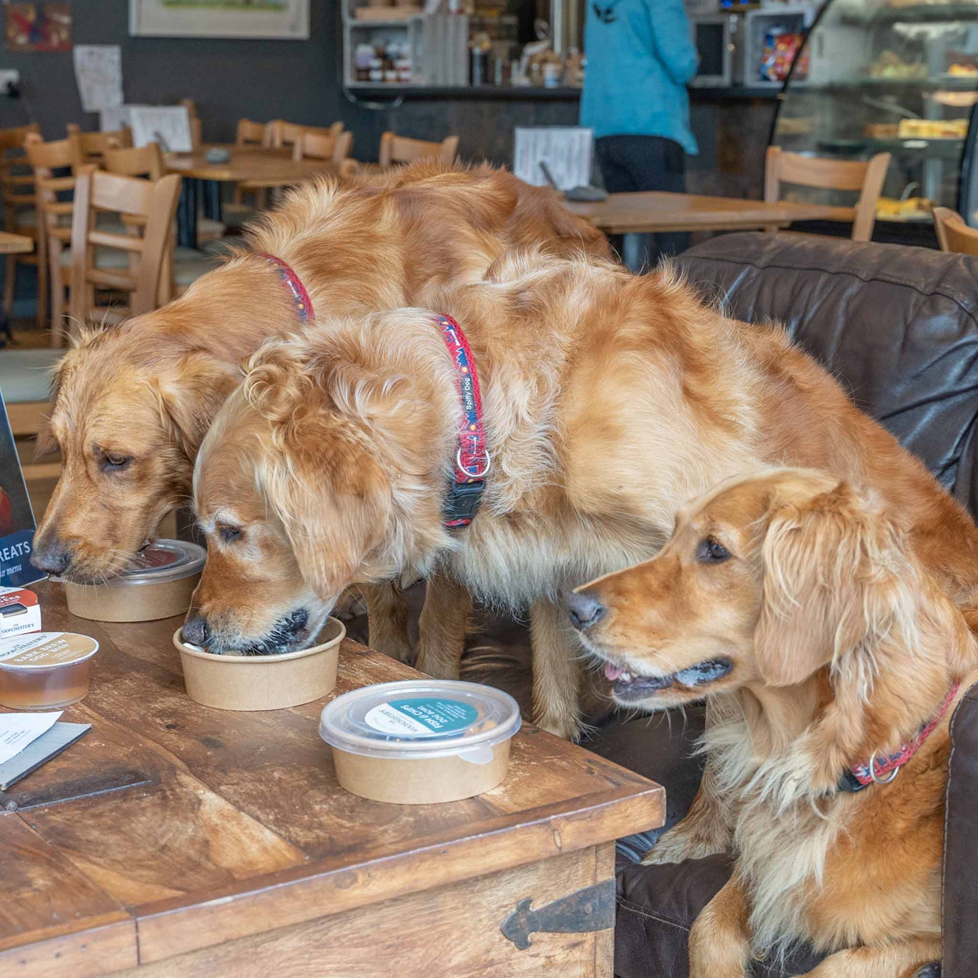 Dogs eating dog meals for hotels